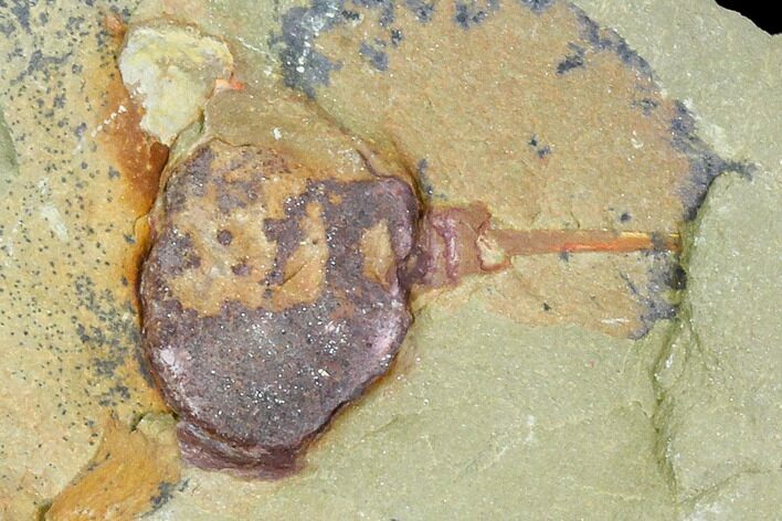 Xiphosurida Arthropod (Pos/Neg) - Horseshoe Crab Ancestor #105880